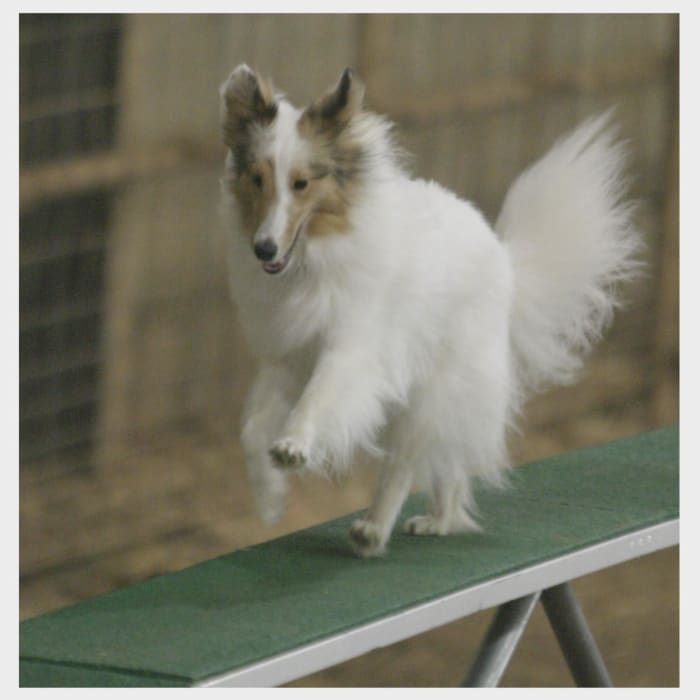 The author's sheltie, Jericho, happily takes the dog walk in the Novice class.