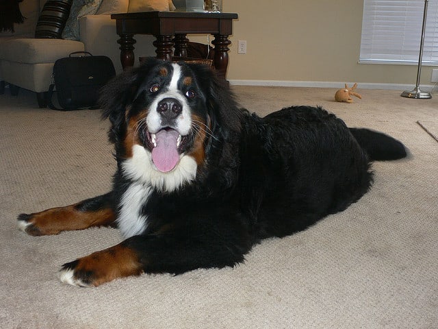 This dog has two serious problems—she is overweight and of a giant breed prone to hip dysplasia.