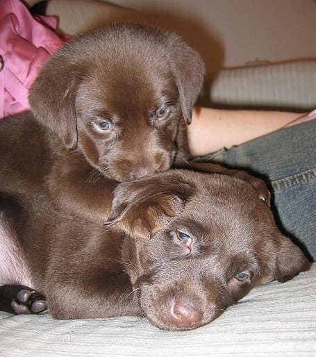 But no dog, not even a popular breed like the Labrador Retriever, deserves an overused dog name.