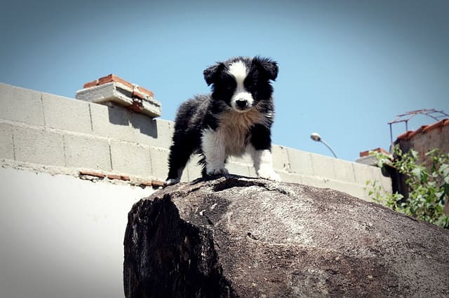 Active dogs, like this Border Collie puppy, deserve outgoing names.