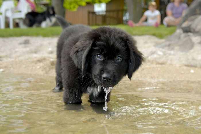 Providing your dog with fresh, clean drinking water is one of the basic essentials of care. We show you how to choose a dog water dispenser for all your dog's needs.