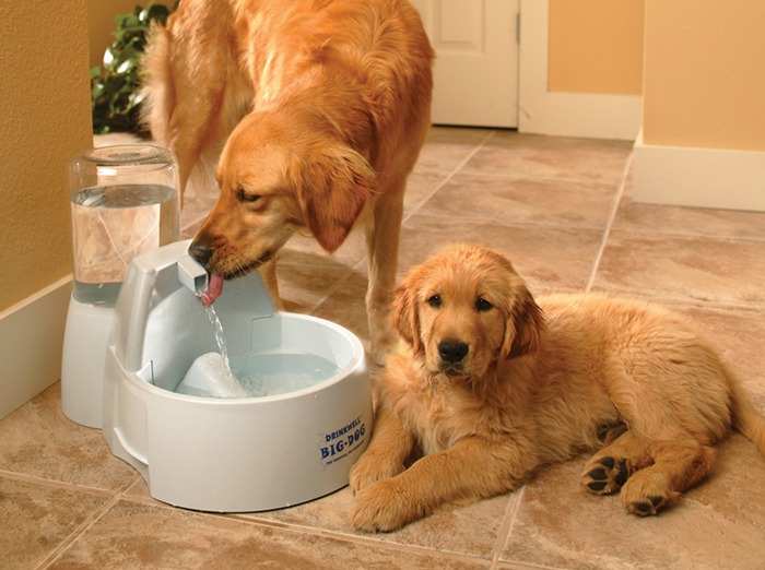 Dogs love drinking running water, and a Drinkwell Big-Dog Fountain provides an ample supply for larger dogs.