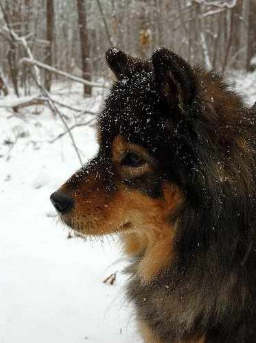 Determining is a mixed breed dog can be outside takes some common sense.
