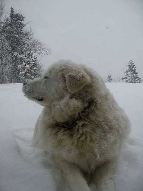 Livestock guard dog breeds similar to the Great Pyrenees were bred to be outside.
