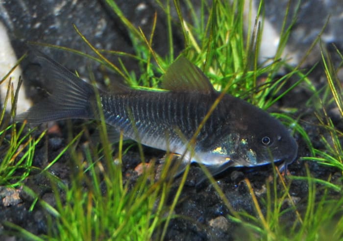 Small Green Cory Cat added to aquarium two weeks before adding more fish.
