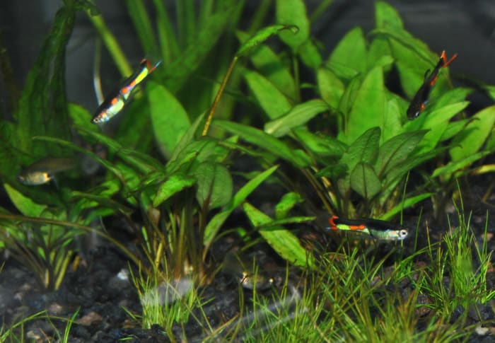 Aquarium with Orchid Endler's Livebearers added a little more than two weeks after adding the Green Cory Cat.