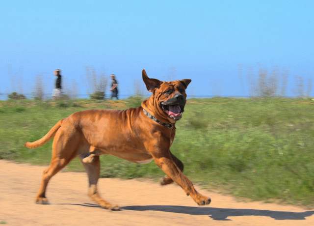Even a Tosa puppy has the build to handle himself in a Sumo match.