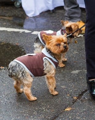 Tiny dogs need special treatment when it gets cold. These Yorkies don't seem to mind.