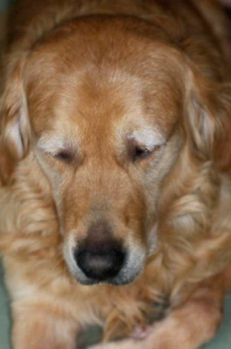 If your vet advises diapering for an elderly, incontinent dog, this can allow him to carry on with his life - without accidents.