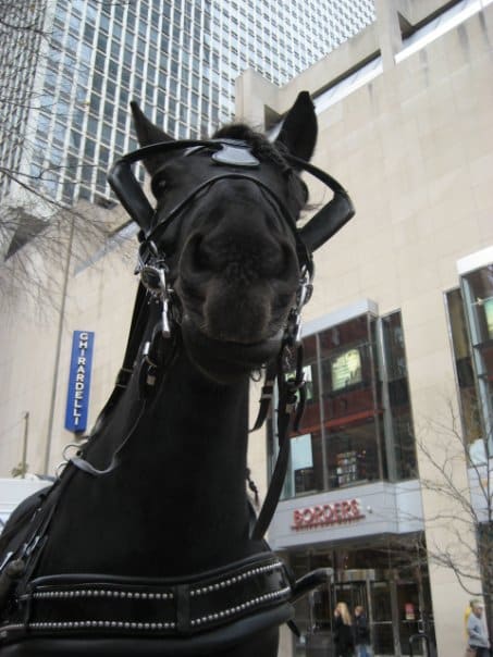 Horses can make all sorts of faces. Learn how to read their expressions by spending all the time you can with them.