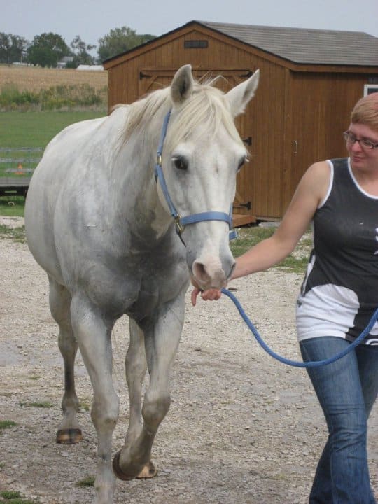 A horse with their ears up and pointed at you is paying attention. This is the best time to interact with them.