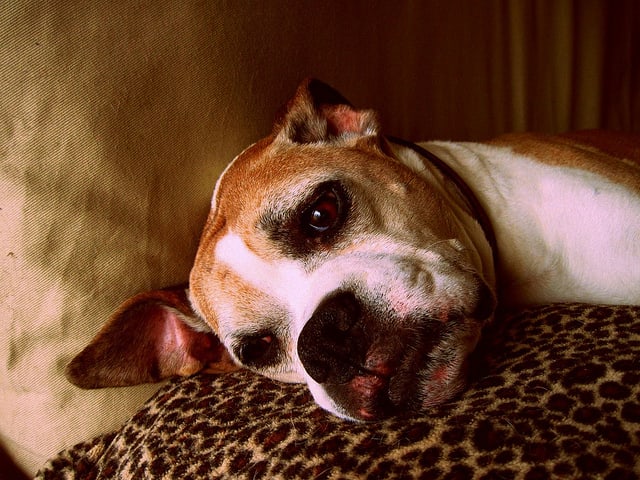 Depression may not even be noticed, but may be seen when a dog has pancreatitis.