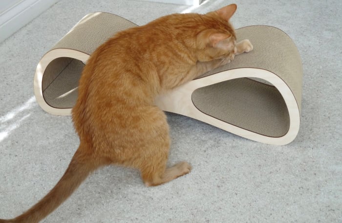 How to Stop Cats From Scratching Furniture - PetHelpful 