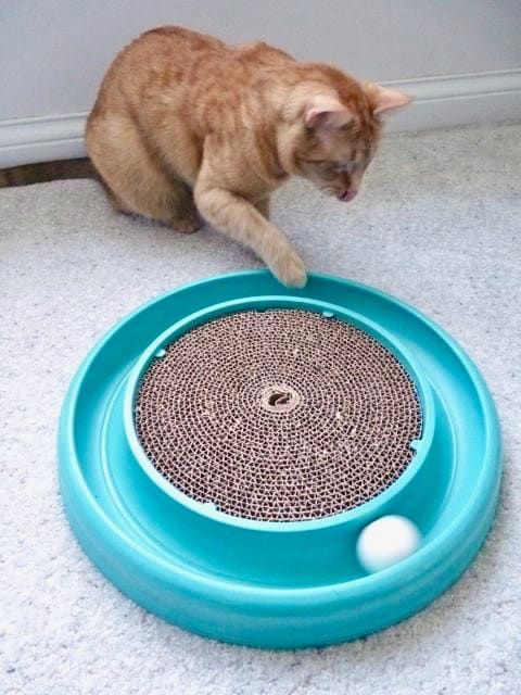 The Bergan TurboScratcher is a great option for both scratching and playing, which keeps cats away from the furniture.