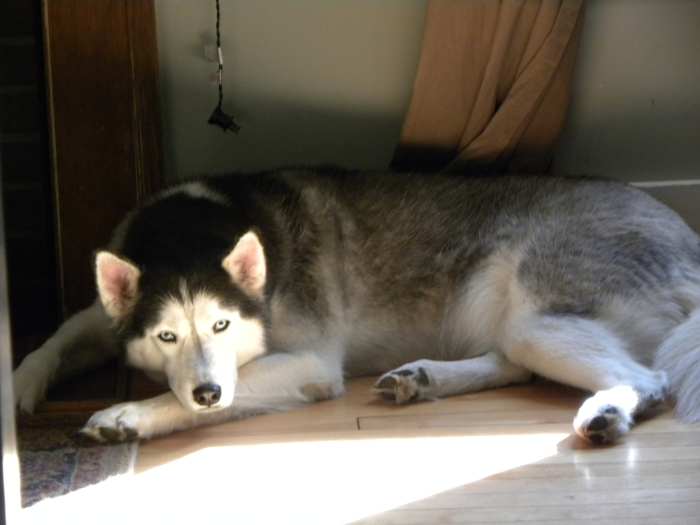 Buried in Fur Tips to Deal With Dog Undercoat Shedding PetHelpful