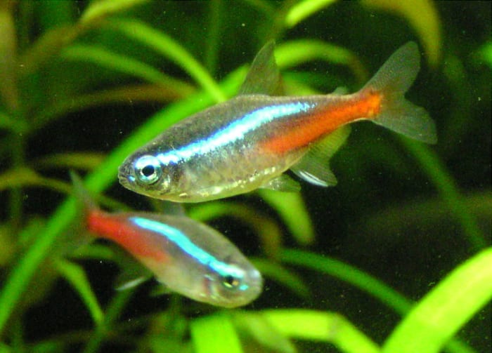 Neon Tetra