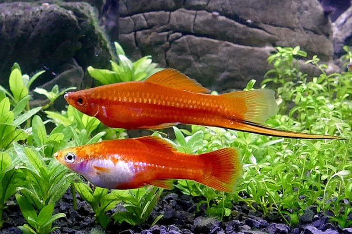 Male and female swordtails