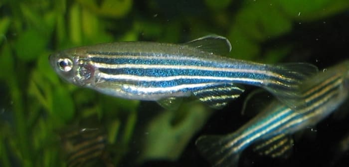 Pez cebra (Zebra Danio)