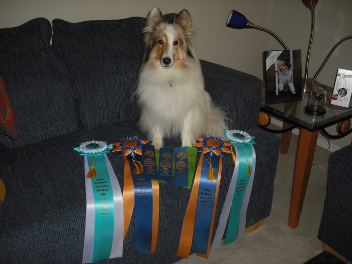 Two time high-in-trial winner in obedience. Sometimes dreams you never dreamed come true!!