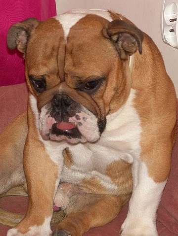 In many parts of the world, the English Bulldog is one of the most popular dogs.