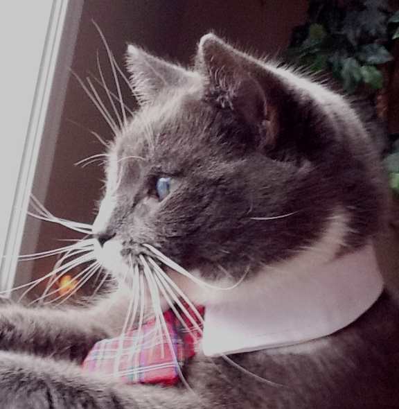 My cat, Bay Bay, was a stray (we call him a "volunteer"). As a deaf 7 month old kitten, he was found following people who were walking their dogs in my neighborhood. He is like a son to us.