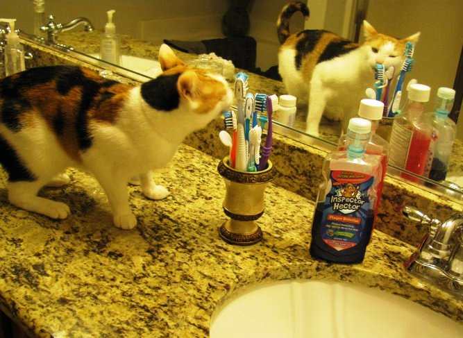 What fresh, minty breath! Stella gets the mackeral out of her teeth. Once we discovered her keen oral hygiene habits, we gave Stella her own set of toothbrushes.