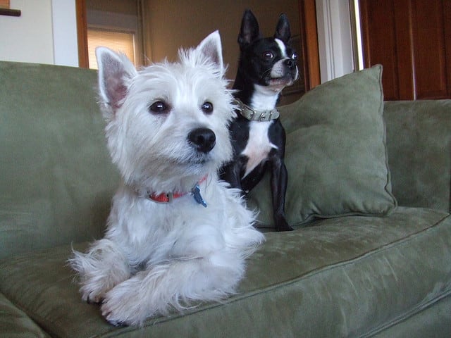 Two good small watchdogs: A Boston Terrier and a West Highland White Terrier.