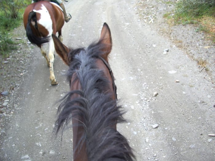 This horse has one ear back towards the rider, a sign that he is obediently paying attention to the rider, and staying aware of his surroundings. He is also traveling politely in a group.