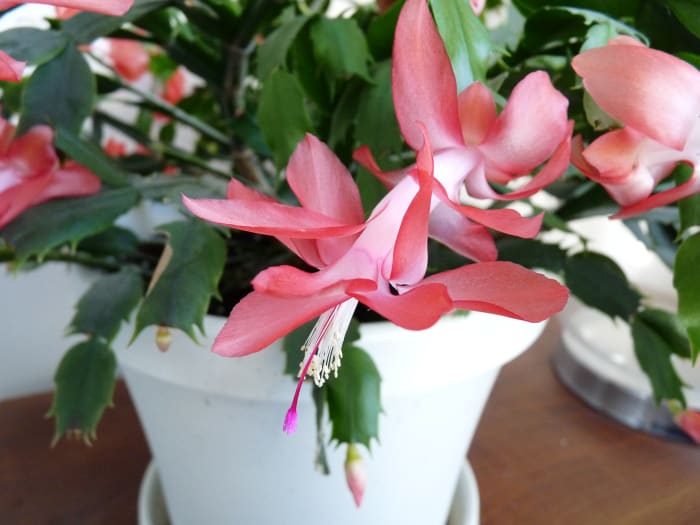The Christmas Cactus is a cat-friendly plant. It's very low-maintenance and has beautiful flowers.