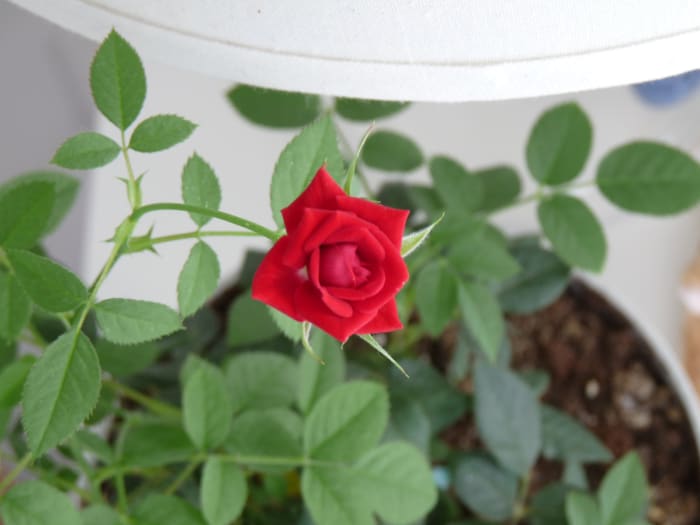 If you aren't sure if a plant or flower is cat-friendly, look it up online on a reliable website.