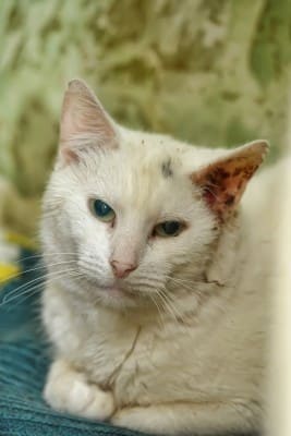 This poor cat has a badly affected ear and looks absolutely miserable. Prompt treatment could prevent this.