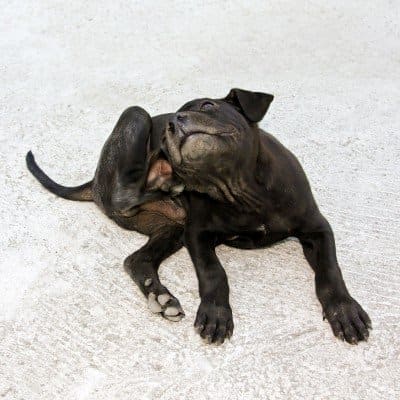 Sometimes the irritation caused by the mites is so severe that animals will scratch until their ears are raw, causing secondary bacterial infections.