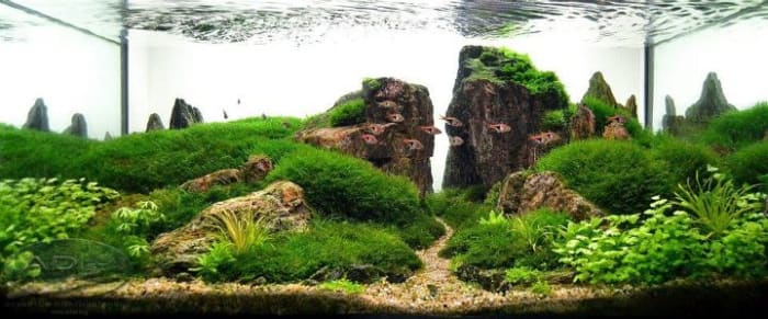 Adding plants to your aquarium can make it even more beautiful and some designs can get pretty elaborate.