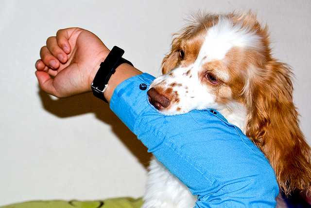 De flesta cockerspanielhundar leker och brottas bara, men försöker inte att bita.