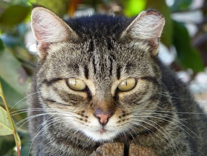 Cats that live in feral cat colonies often have an ear that is notched or cut by a vet. This lets caretakers know that the cat has been vaccinated and spayed or neutered.