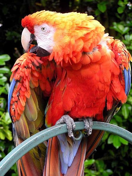 Scarlet Macaw - Ara macao