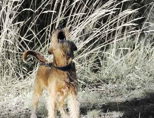 Barking and howling are considered destructive behaviors especially when done repetitively or without apparent reason.