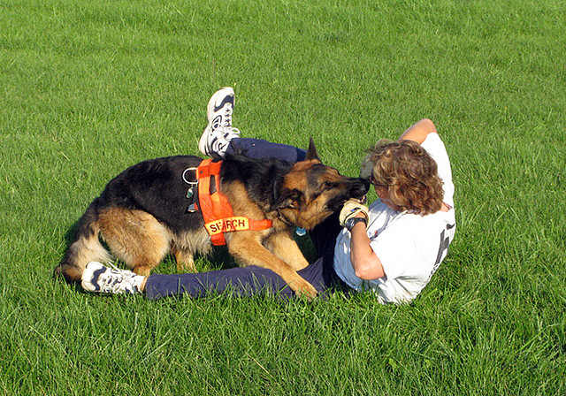 Some dogs like treats and some like to play ball, but this search-and-rescue dog likes to wrestle as a reward for doing his job.