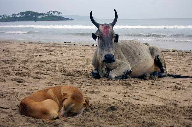 Goa, India; a cow can rest with a feral dog, but not with a wolf.