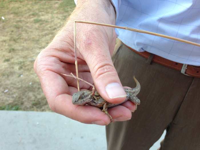 The Best Way To Catch A Blue Belly Lizard or Western Fence Lizard PetHelpful By Fellow 