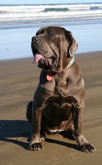 A Neapolitan Mastiff, one of thebest family guard dogs and a breed that does not bark much.
