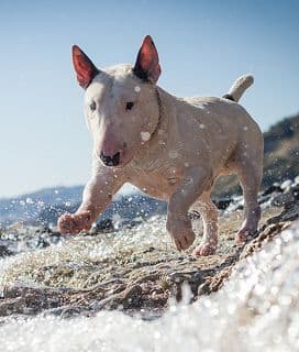 The Bull Terrier is one of the smallest of the large dogs that do not bark much.