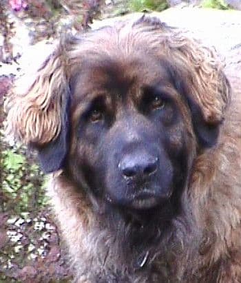 The Leonberger is one of the few giant dogs that does not drool much.