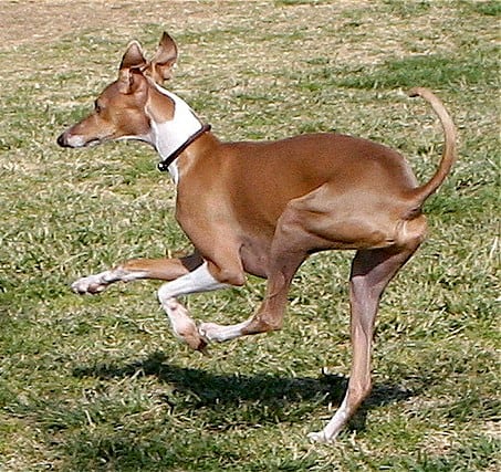 The Italian Greyhound is claimed by Greece, Turkey, and Egypt, but they are one of the five best dog breeds from Italy.