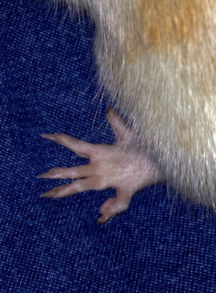 Hold your rat's foot firmly, but remember that their feet and toes are small and delicate.