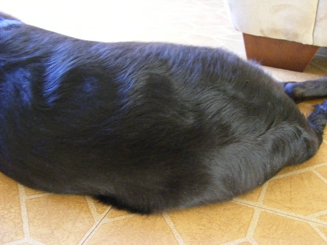 Notice the curvy hair this 16-week old Lab mix puppy has developed.