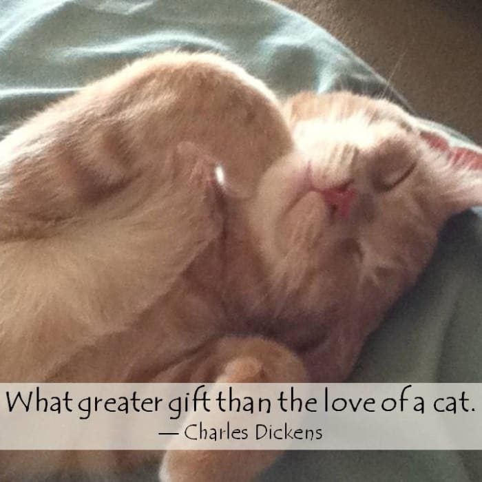 Our new kitty brings us joy and happiness and also reminds us of how much love we had for our cherished cat friend who passed away last year.
