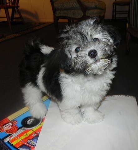 Housebreaking needs to take priority, but don't forget about a great new name for your Havanese!