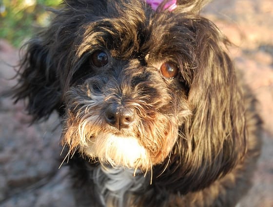Some Havanese become depressed if given a common and overused name. (Kidding! But don't do it, please.)