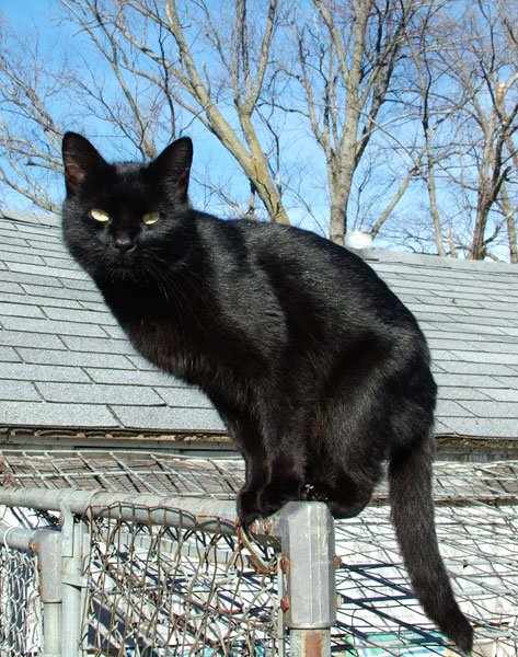 Adam's first wife, before Eve; she refused to be dominated and left him for her new home by the Red Sea. Lilith is a name for the independent cat!